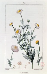 Camomila, reprodução de um prato de &39;Flore medicale&39; de Francois-Pierre Chaumeton (1775-1819)